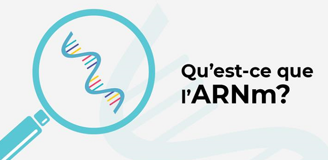 Qu’est-ce que l’ARNm?